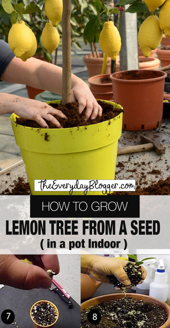 How To Grow Lemon Tree From Seed Indoors Fast Germination The Everyday Blogger